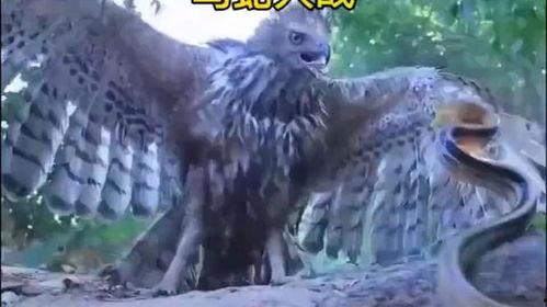 鹰与蛇在线观看,在线观看鹰与蛇的惊险对决