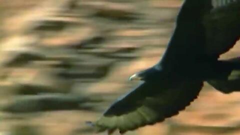 鹰与蛇在线观看,在线观看鹰与蛇的惊险对决  第3张