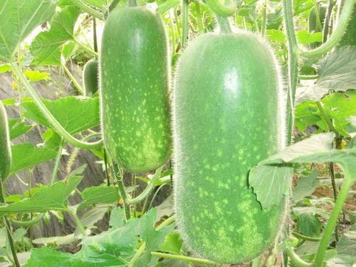 吃瓜网免费官网郑润泽,吃瓜网免费官网背后的神秘人物 第2张 吃瓜网免费官网郑润泽,吃瓜网免费官网背后的神秘人物 第2张